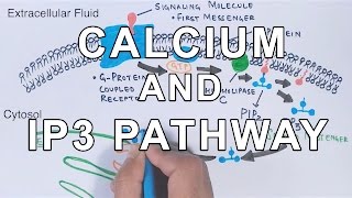 Calcium amp IP3 Pathway [upl. by Duntson]