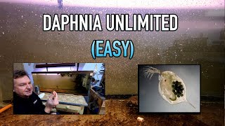 How I Raise Daphnia Water Fleas And You Can Too [upl. by Lisab]