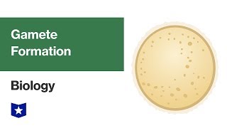 Gamete Formation  Biology [upl. by Holman]