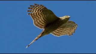 Sparrowhawk Bird Call Bird Song [upl. by Aliel452]