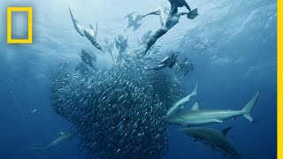 Sardine Feeding Frenzy  50 Shades of Sharks [upl. by Nibbs]