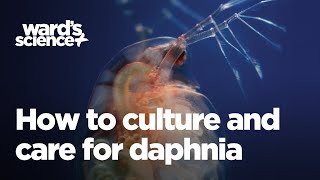 Caring and Culturing for Daphnia [upl. by Townsend]