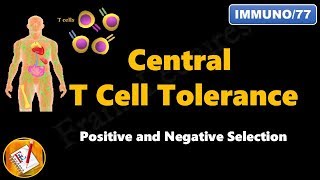 Central T cell Tolerance  Positive and Negative Selection FLImmuno77 [upl. by Ewall530]