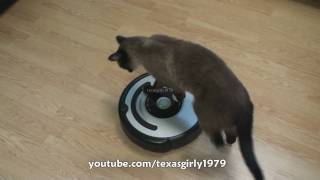 Cat shows HOW TO use iRobot Roomba Vacuum [upl. by Egon]