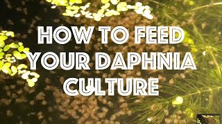 How To Feed Your Daphnia Culture [upl. by Pandich]