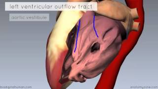 Heart Anatomy  Left Ventricle  3D Anatomy Tutorial [upl. by Aciras]