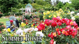 Summer Roses of Keisei Rose Garden 2022  4k 京成バラ園 rose  Explore Japan [upl. by Dare469]