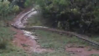 Giant Anaconda Snake in Tamil Nadu  Tirunelveli Kadayanallur Forest  Village Planet  HD [upl. by Oiznun]