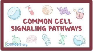 Common cell signaling pathway [upl. by Lepper]