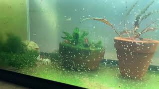 Daphnia Culturing Snails or no snails [upl. by Aititel438]