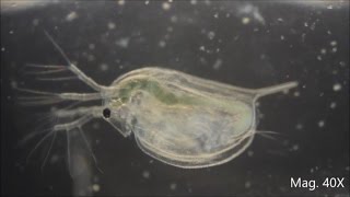 Daphnia magna under the Microscope [upl. by Airrej]