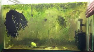 Scuds Daphnia Cherry Shrimp Copepods My aquatic food culture [upl. by Stoeber]