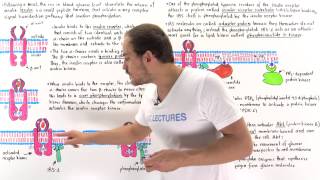 Insulin Signal Transduction Pathway [upl. by Pubilis]