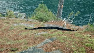 Lake George Rattlesnake Island Sagamore Is [upl. by Ahtikal]