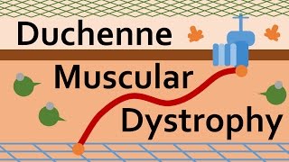 Duchenne Muscular Dystrophy and Dystrophin [upl. by Arikaahs]