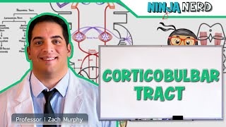 Neurology  Descending Tracts Corticobulbar Tract [upl. by Caton]