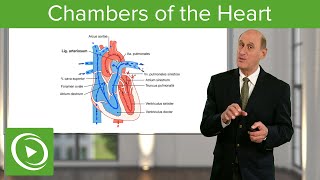 Chambers of the Heart – Cardiology  Lecturio [upl. by Sokim983]