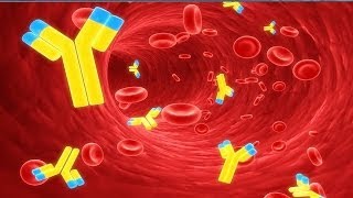 Istologia 18  Sistema immunitario [upl. by Hebel]