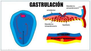 Tercera semana de desarrollo embrionario [upl. by Ardnac]