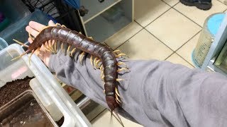 Giant Pet Centipede Crawls All Over Its Owner [upl. by Heidy559]