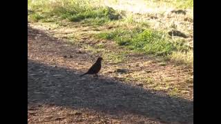 AMSEL bei der Nestbaumaterialsuche [upl. by Elletnahc]