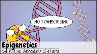 Epigenetics [upl. by Apostles]