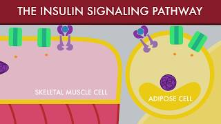 The Insulin Signaling Pathway [upl. by Notgnillew]