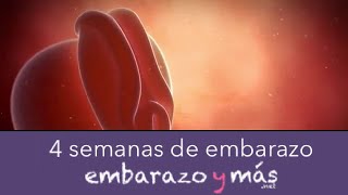 4 semanas de embarazo  Primer mes  EMBARAZOYMAS [upl. by Houser]