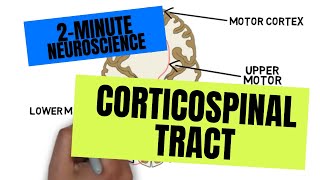 2Minute Neuroscience Corticospinal Tract [upl. by Thirzi]