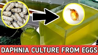 HOW TO HATCH DAPHNIA EGGS  HOW TO CULTURE DAPHNIA [upl. by Naujik]