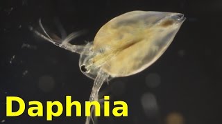 Daphnia [upl. by Hedley112]