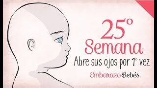 SEMANA 25 de Embarazo  6º Mes  Semana a semana [upl. by Rozamond425]