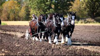 Three shires and a percheron [upl. by Vaish]