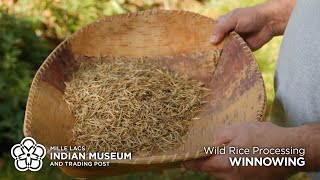 Wild Rice Processing Winnowing [upl. by Yerggoeg936]