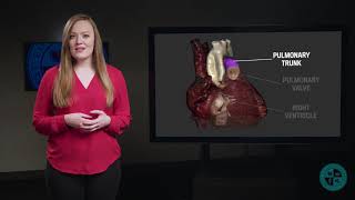 Anatomy Series  Blood Flow Through the Heart – A Walkthrough [upl. by Assiluj]