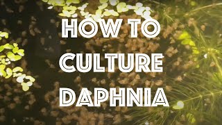 How To Culture Daphnia Magna [upl. by Ibor]