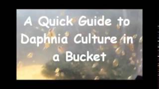 How to culture daphnia outside [upl. by Eddy]