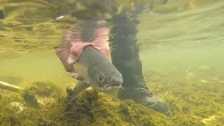 Galway Fishery Documentary [upl. by Notserc]