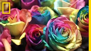 See How Valentine’s Day Roses Make It From Ecuador to You  National Geographic [upl. by Nyleak]