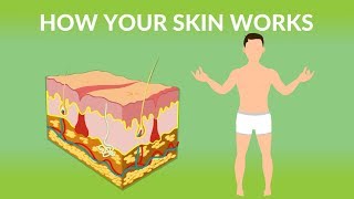 How Your Skin Works  How does the skin work Human skin Structure and Function [upl. by Breger]