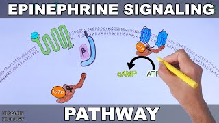 Epinephrine Signaling Pathway [upl. by Lehcin]