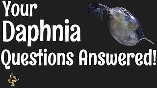 Daphnia Questions Answered [upl. by Cralg981]