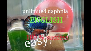 daphnia moina culture Easy way Unlimited production English  with sub Green water Chlorella [upl. by Bywaters]