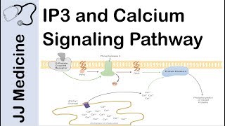 Inositol Triphosphate IP3 and Calcium Signaling Pathway  Second Messenger System [upl. by Constancy]