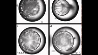 Multiple Emulsion Formation [upl. by Aixela745]