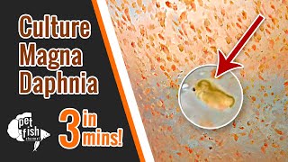 How to culture DAPHNIA MAGNA  The easy way [upl. by Edison]