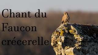 Chant du faucon crécerelle cri [upl. by Kwarteng]