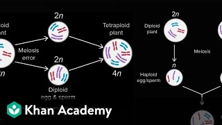 Allopatric and sympatric speciation  Biology  Khan Academy [upl. by Nagorb55]