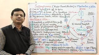 Diabetes Mellitus Part10 Mechanism of Action of Sulfonylurease  Antidiabetic Drugs  Diabetes [upl. by Blackington]