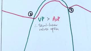 AS Biology  Cardiac cycle OCR A Chapter 85 [upl. by Rockey]